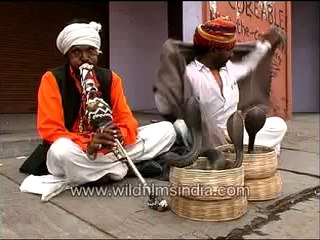 Snakes dancing to a tune