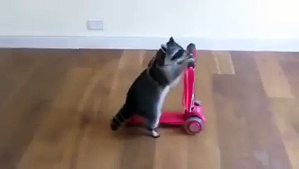 This lemur is multi talented