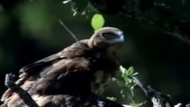 eagle attack cobra - animals fighting to the death Videos Compilation 2015