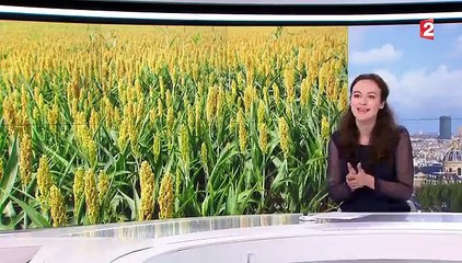 Réchauffement climatique : quel impact sur les cultures ?