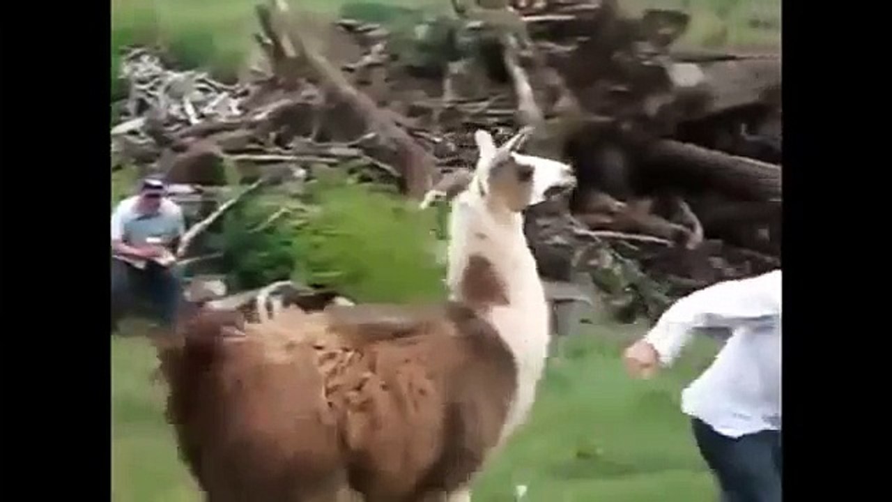 funiest the most animals