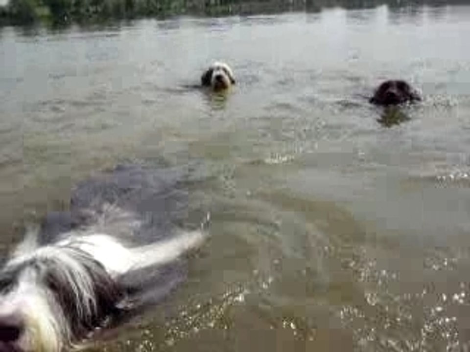 Vive la natation