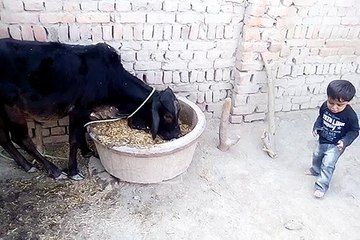 funny Amin Shahzad by irfan laghari