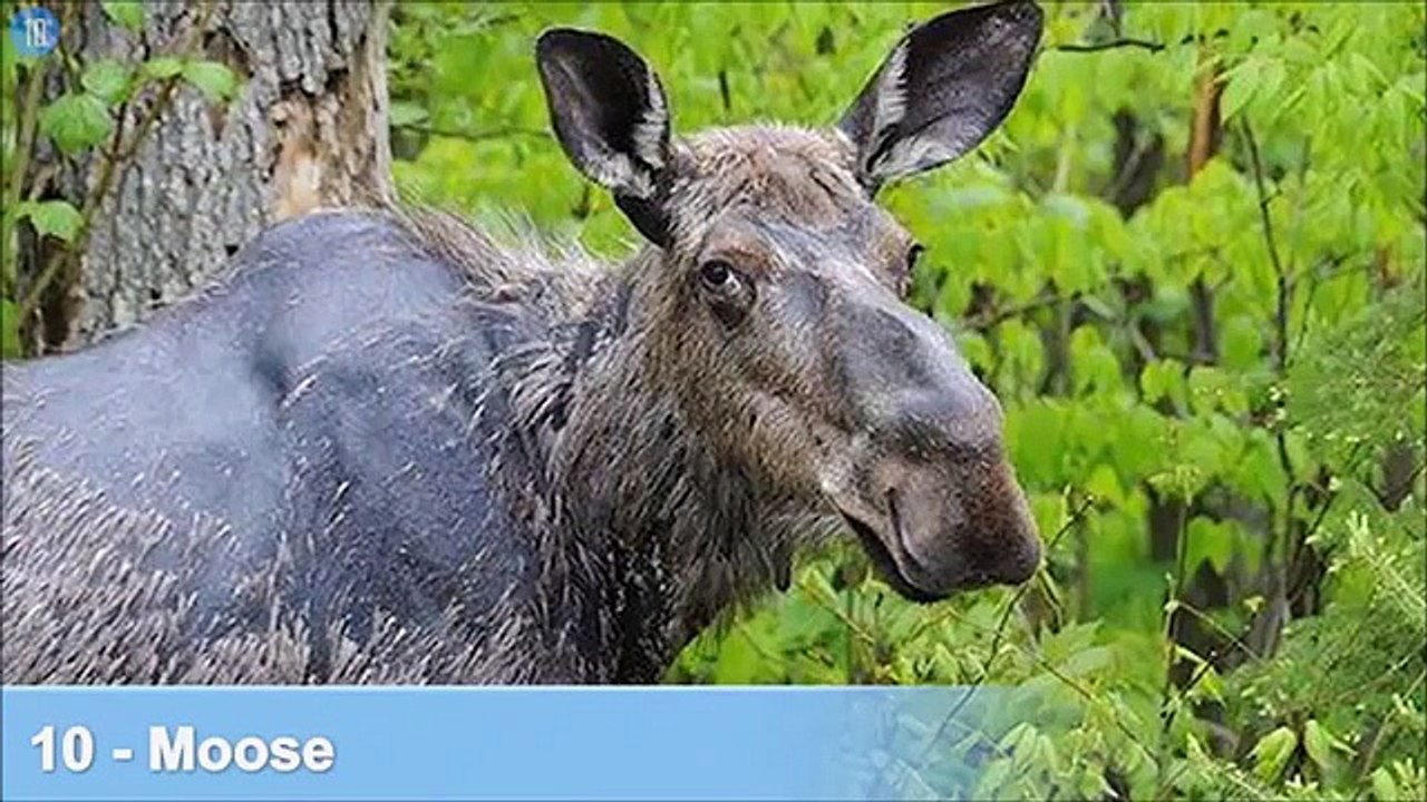 Dunia k 10 khobsorat lekin khaternak janwar Top 10 Cute Animals That Can Kill You
