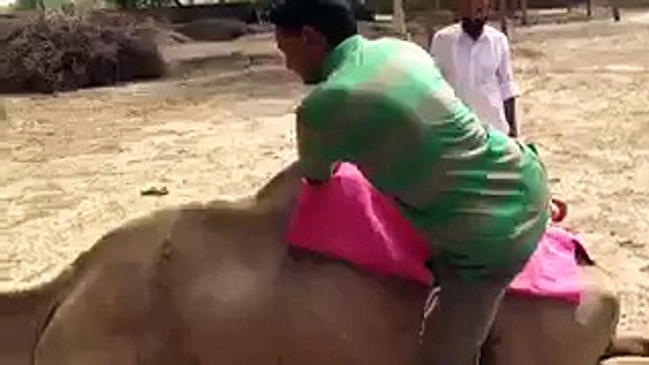 funny camel
