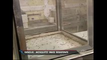 Mosquito mais resistente faz número de casos de dengue crescer