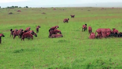 Lion vs Hyena - Real Fight - Unexpected Results !