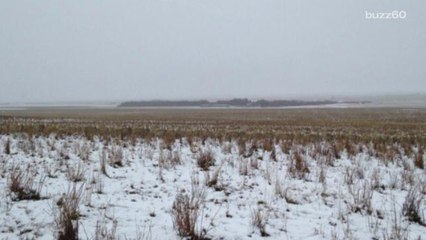 500 'invisible' sheep are captured in one photo