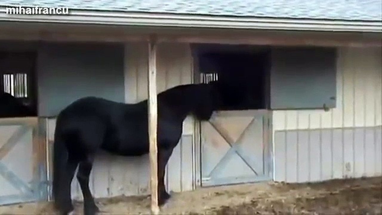 Top 10 Funny Horse Videos Compilation 2014 [NEW]
