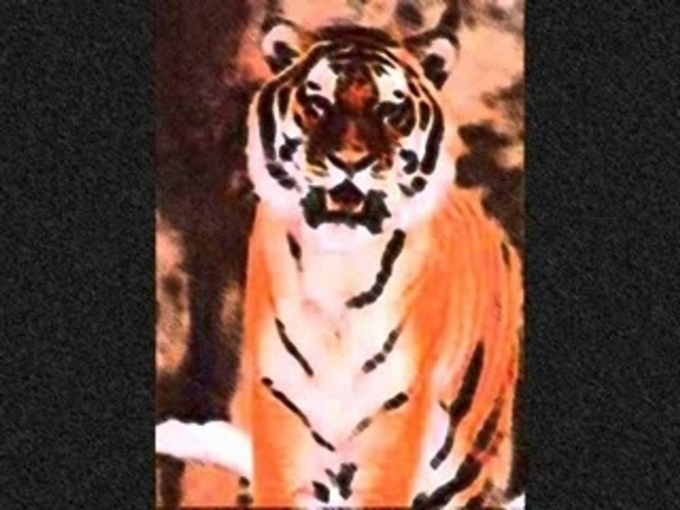 TIGRE
