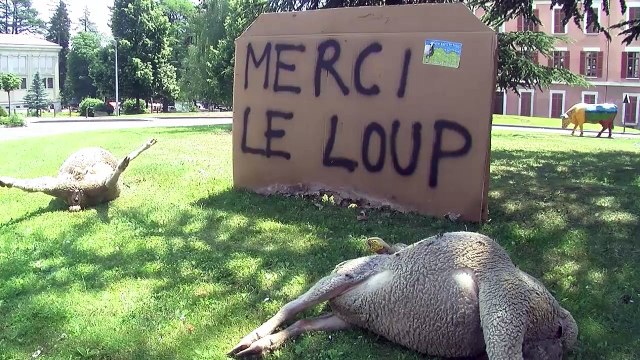 D!CI TV - 1843 bêtes tuées depuis le début de l'année sur les deux départements