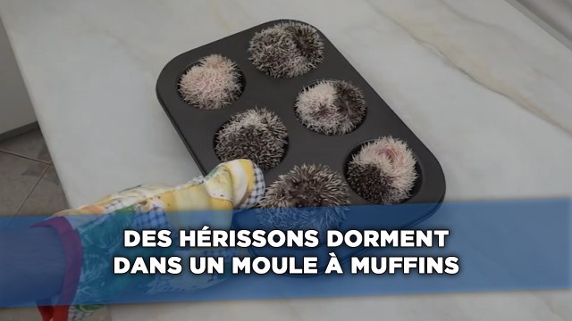 Des bébés hérissons dorment dans un moule à muffins