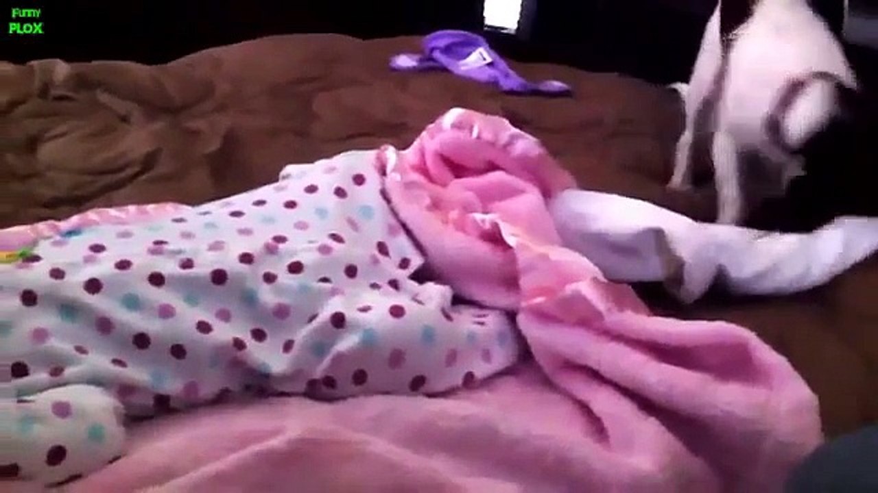Best Babies and Animals Compilation 2013 [HD]