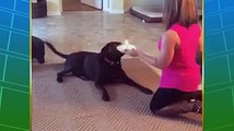Amazing dog dancing