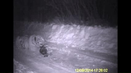Vladimir Putins Tiger Caught On Camera EATING Pet Dog