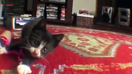 Kittens Do Things For The First Time