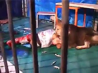 Bakıcısını Kanlar İçerisinde Bırakan Aslan!