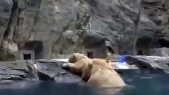 Mama Oso Entra en Accion Y Salva a su Bebe de Morir ahogado ★ sentimientos a flor e piel l Video Extendido