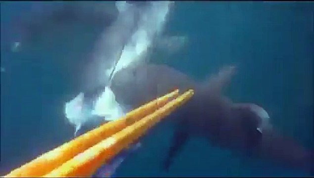 Zıpkınla Vurulan Balığa Köpekbalığı Saldırdı - Komik videolar - Funny videos