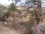 Aslan Katili Zürafa - Komik videolar - Funny videos