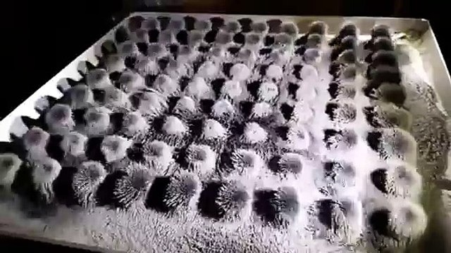 Demir Tozlarının Müzikle Çılgın Dansı! - Komik videolar - Funny videos