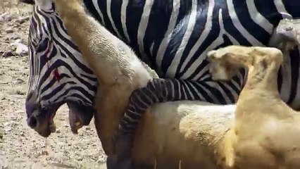 Mira cómo esta cebra logra escapar de las garras de una leona