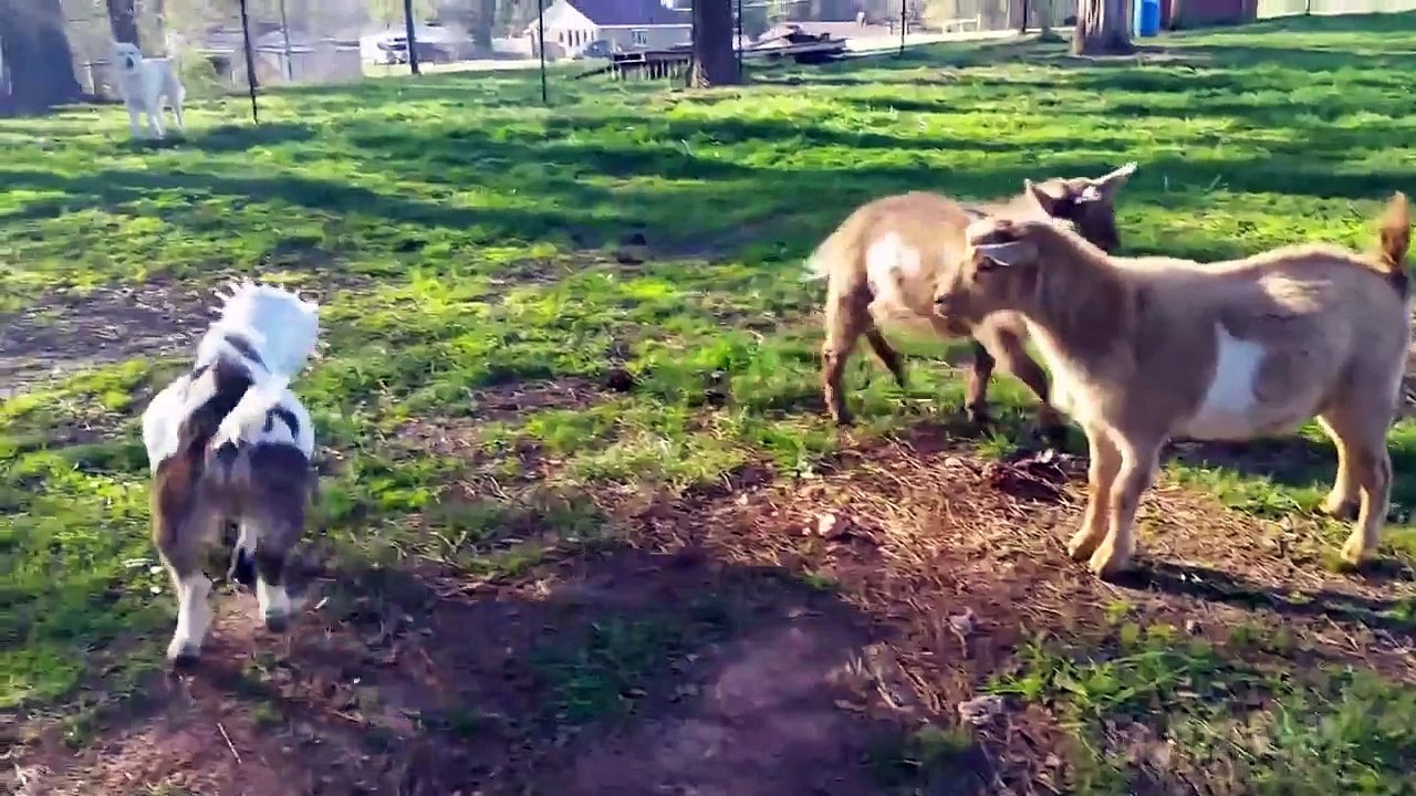 Best Fails of the Week 2 April 2015 || FailArmy