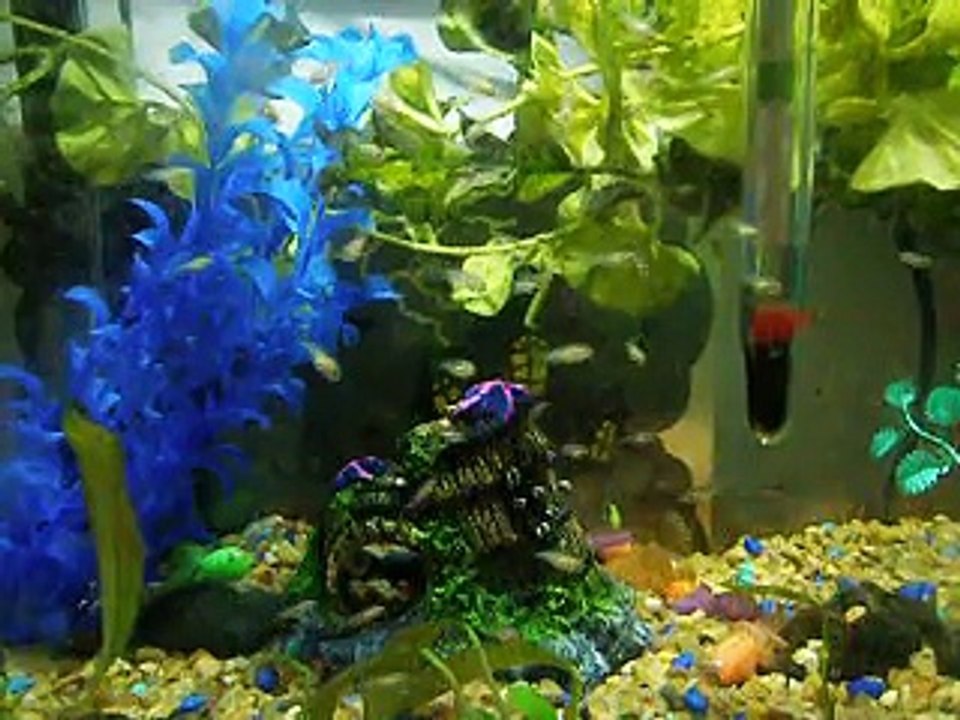 Convict fish