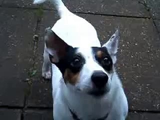 jack russell.(toby) plane spotting
