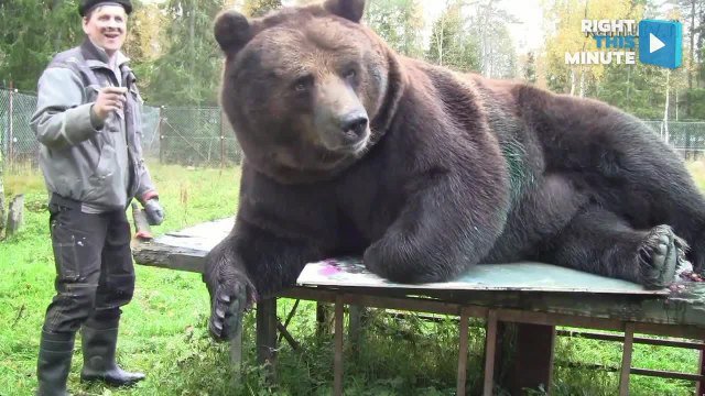 Bear Uses Body as Paint Brush