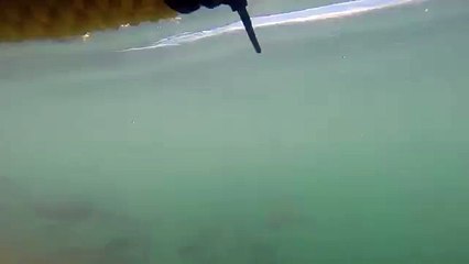 Mira cómo este hombre se salvó de ser mordido por un tiburón