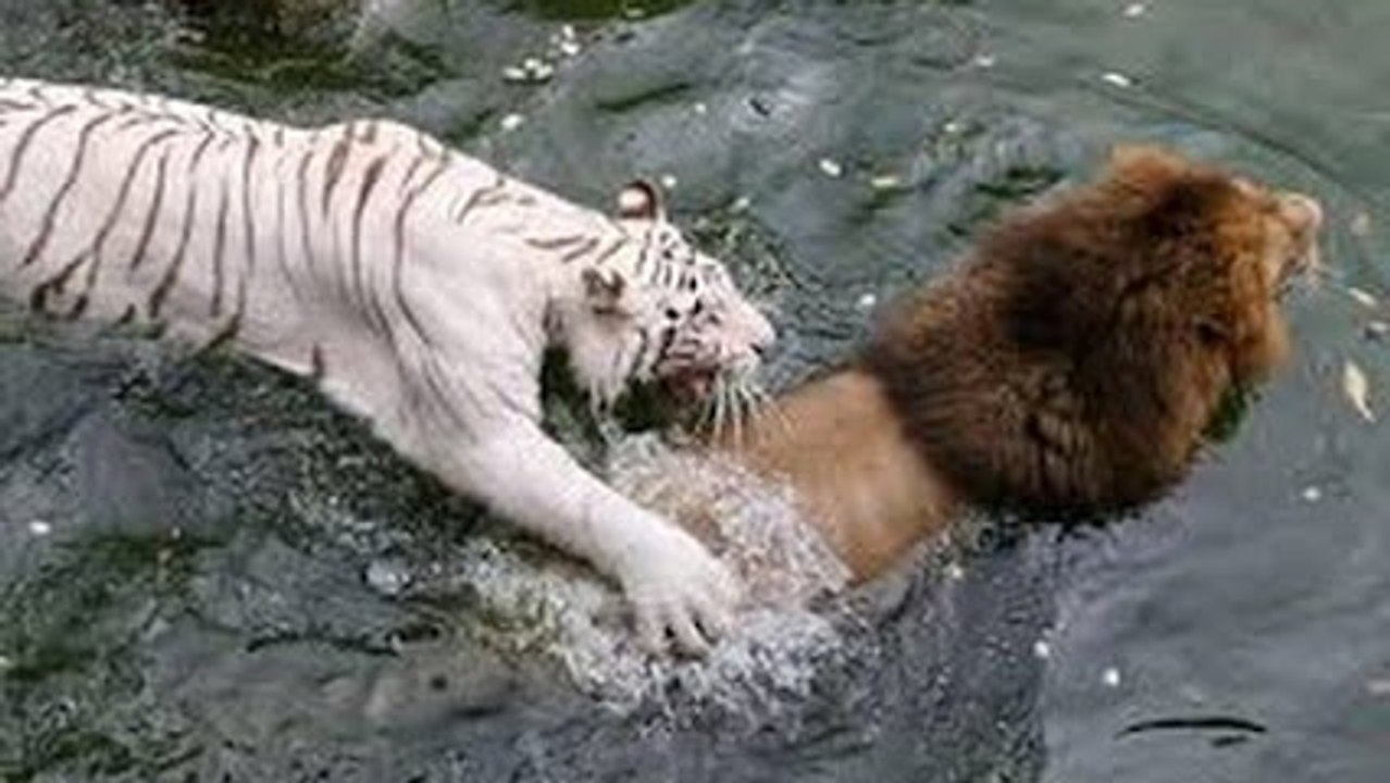 tiger vs lion fight