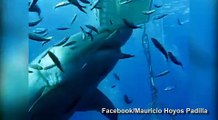 Incredible Footage Shows The Largest Great White Shark Ever Caught On Camera