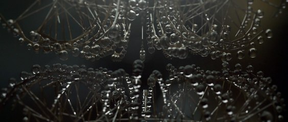 Trizz for SPRING THUNDER