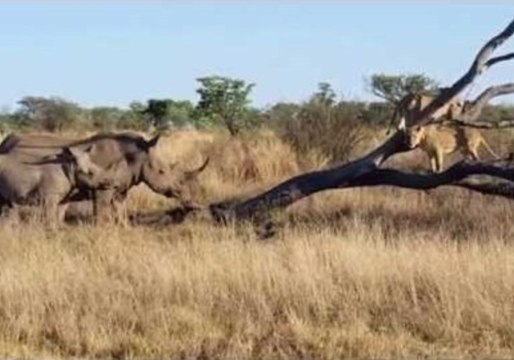 Lion Cubs Chased Up a Tree by Curious Rhinos