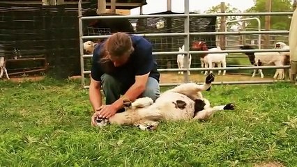 Why do Muslims eat Halal - Unbelievable Dailymotion