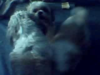 Shih Tzu brother's playin crazy