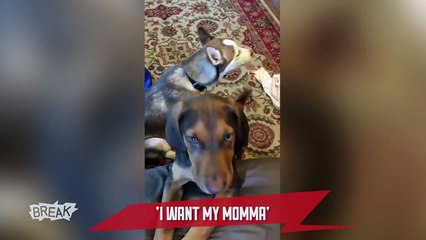 Look Who’s Talking - Breaking Videos