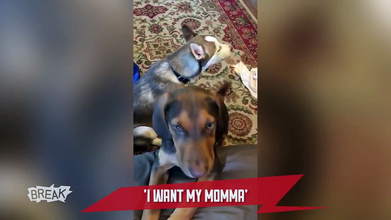 Look Who’s Talking - Breaking Videos