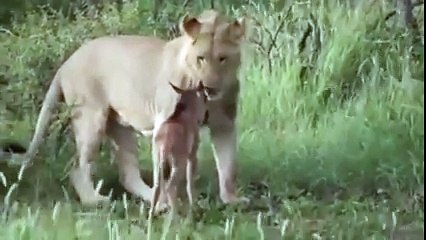 Ek lion marne par laga hai or ek bachane par