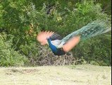 Amazing Peacock Dancing