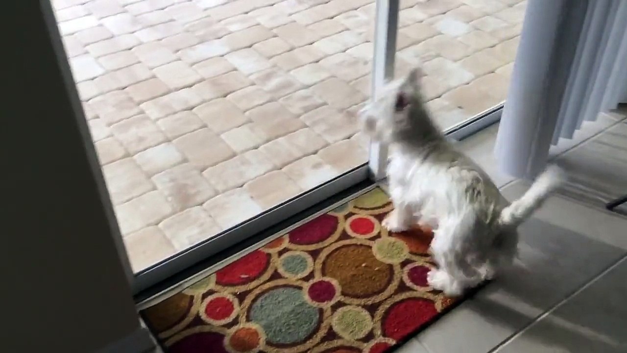 Quand un chien veut VRAIMENT sortir . Regardez sa réaction quand ils ouvrent enfin la porte ...