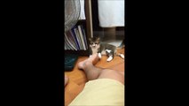 Hilarious Moment Cat Nearly Gets Knocked Out By Owner’s Feet!!!