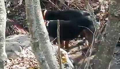 yararlı olmasa o köpekler kaçacak yer ararlardı
