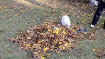 Une petite truie découvre un tas de feuilles mortes pour la première fois de sa vie, et n'en croit pas ses yeux.