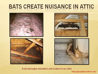 Get Rid of Bats in the Attic