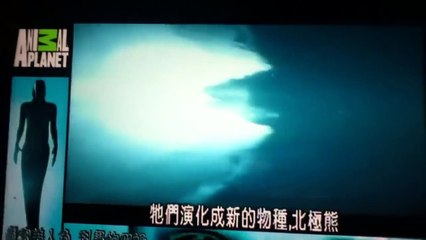 Animal Planet Mermaids The Body Found Polar Bears