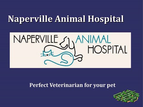 Naperville Animal Hospital - Veterinarian for your pet