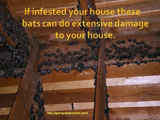 Get Rid of Bats