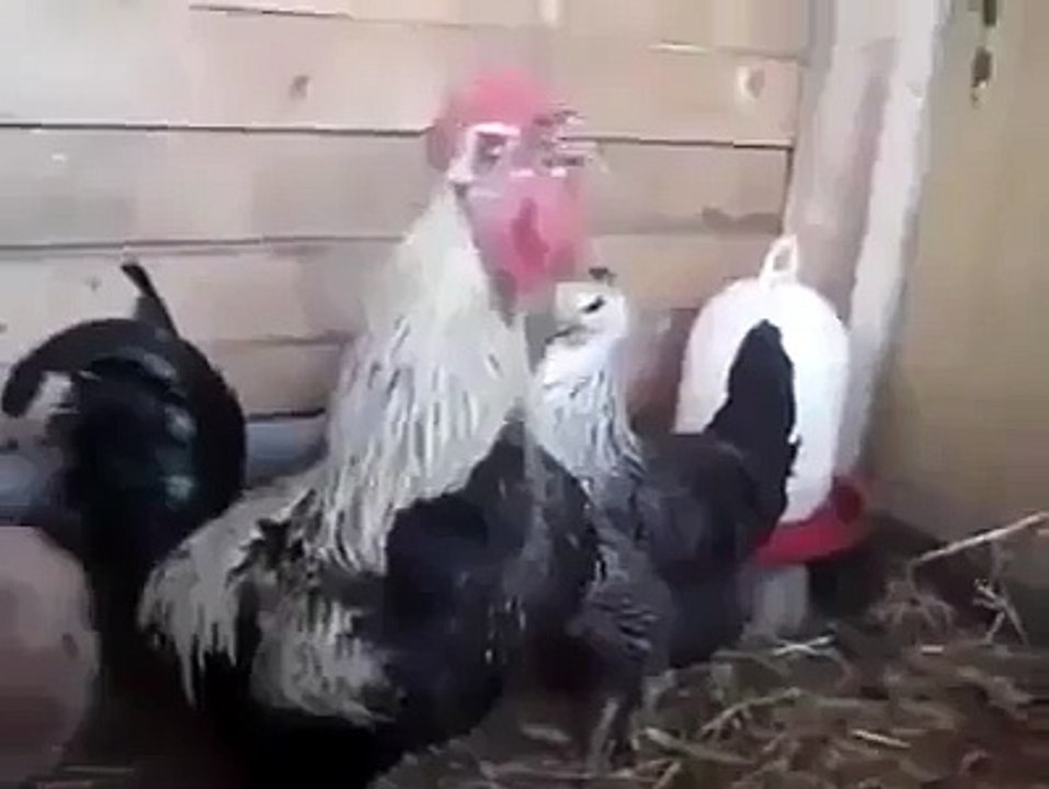 funny hen  -must watch